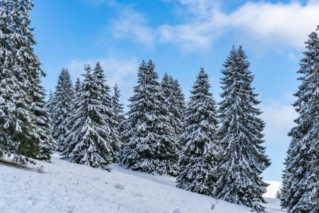 Cedar